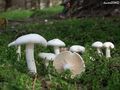 Hygrophorus agathosmus